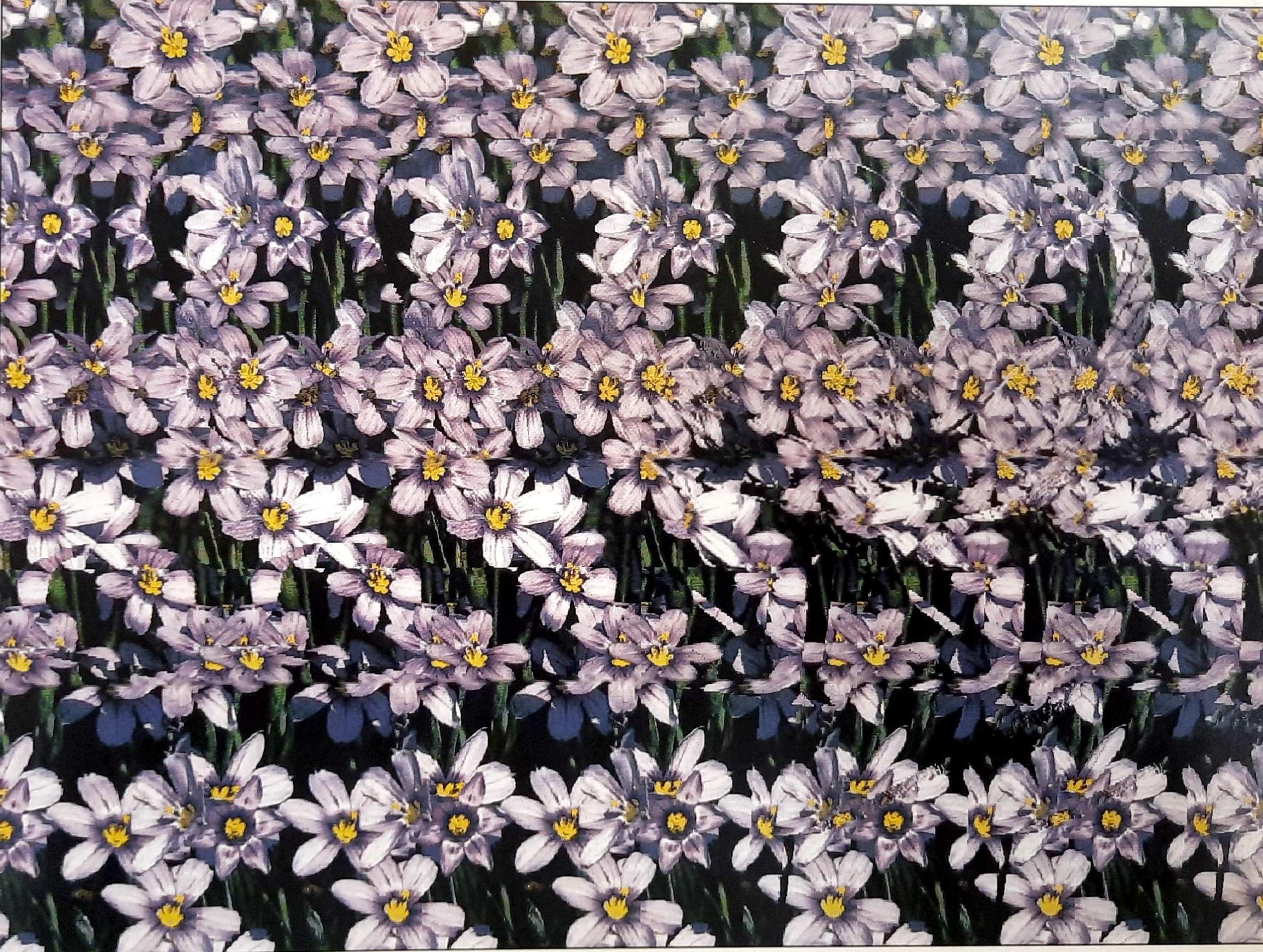 Stereogram 12